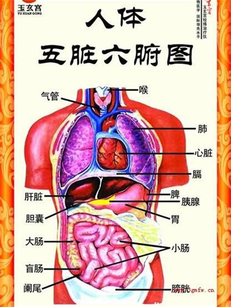 五臟六腑位置圖|人體使用手冊/人體的硬體結構：五臟六腑